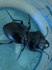 Pasimachus californicus