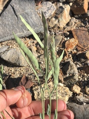 Boechera platysperma