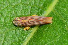 Graphocephala aurora