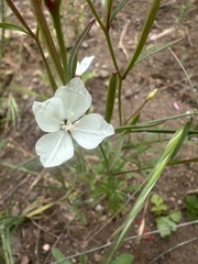 Clarkia epilobioides