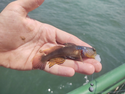 Bluestripe shrimpgoby (Cryptocentrus cyanotaenia) — Gobiidae