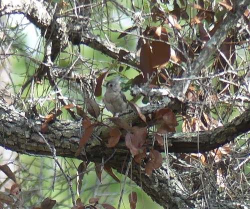 Baeolophus bicolor image
