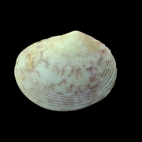Semele formosa