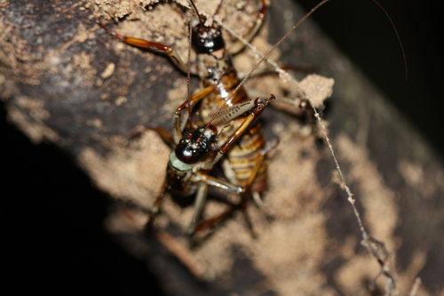 Photo of Auckland Tree Weta (Hemideina thoracica)