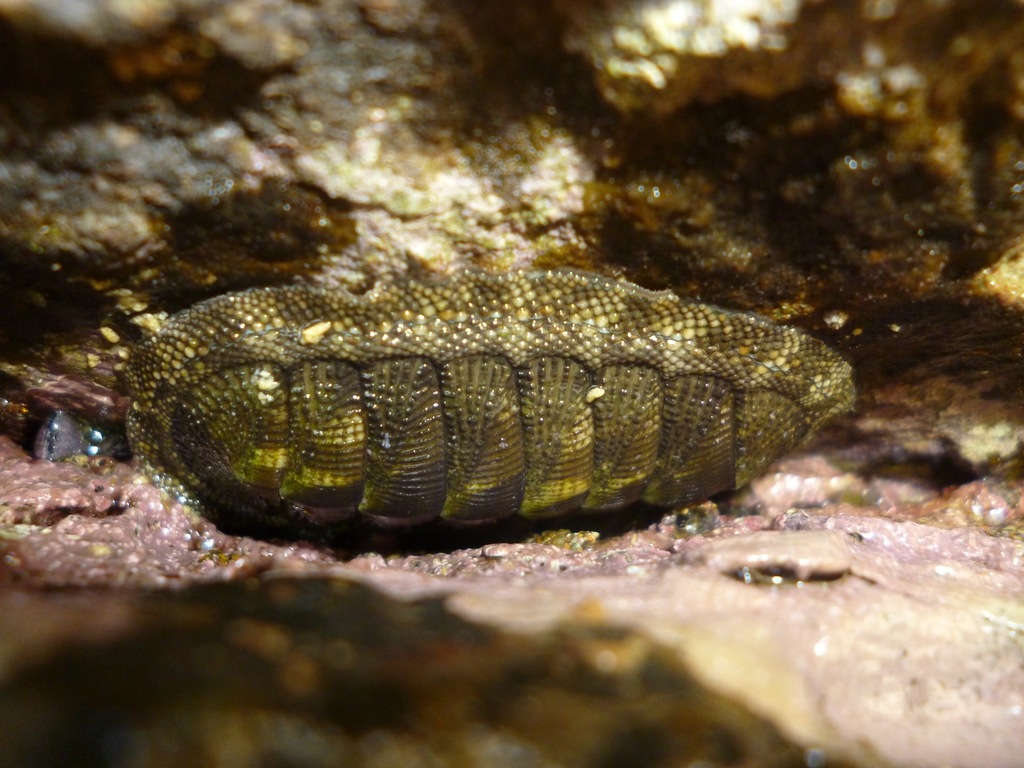 Stokes's Chiton