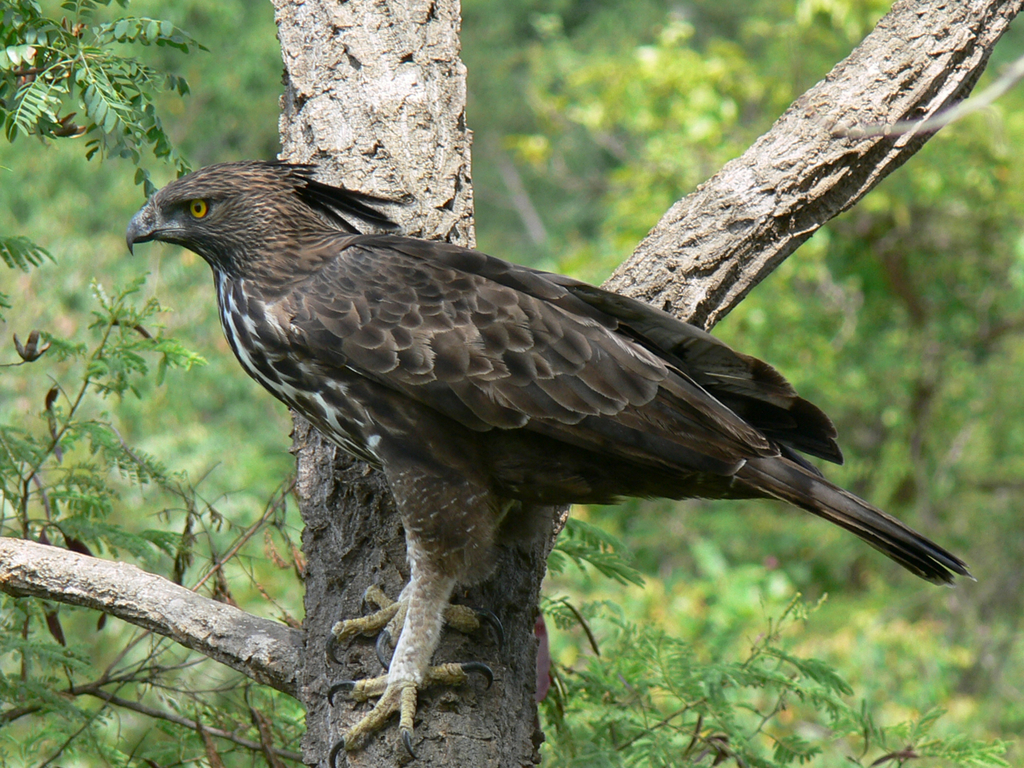 鳥頭∈(・ө・)∋出品 鳳頭鷹鵰(Nisaetus cirrhatus) · 愛自然-臺灣(iNaturalist Taiwan)
