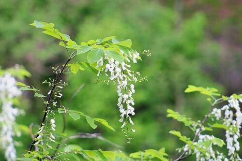 Cladrastis kentukea