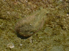 Dolabrifera nicaraguana