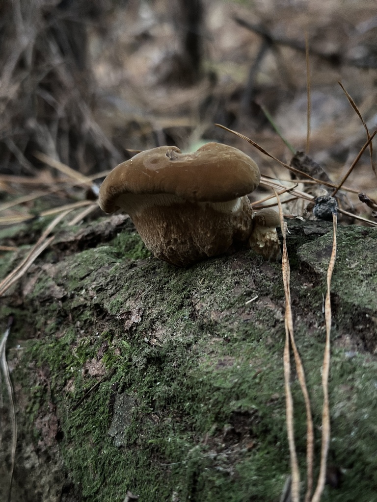 Tapinella atrotomentosa