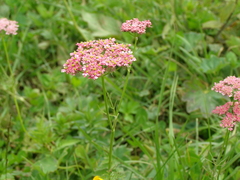Chaerophyllum roseum