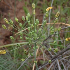 Bloomeria crocea var. crocea