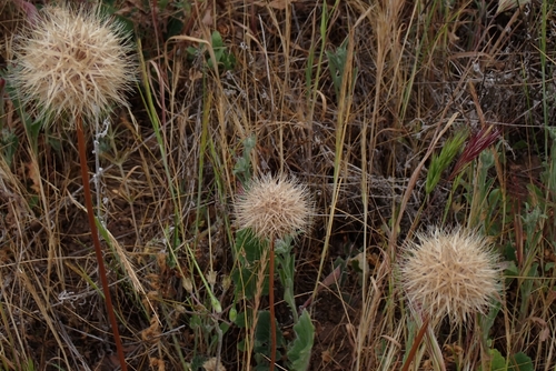 Image of Stebbinsoseris heterocarpa by no rights reserved