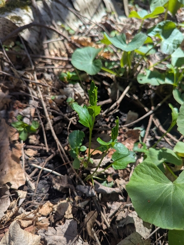 Image of Bulbous Cress (Cardamine bulbosa) by (c) Skyler Principe, some rights reserved (CC BY)
