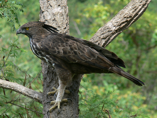 Changeable Hawk-Eagle (Nisaetus cirrhatus), photo 3