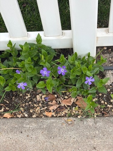 greater periwinkle