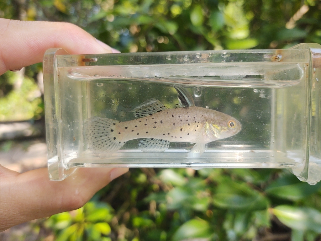 Knight goby (Stigmatogobius sadanundio) — Gobiidae