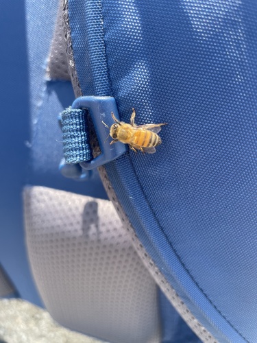 iNaturalist observation photo of Western Honey Bee