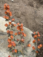 Sphaeralcea ambigua