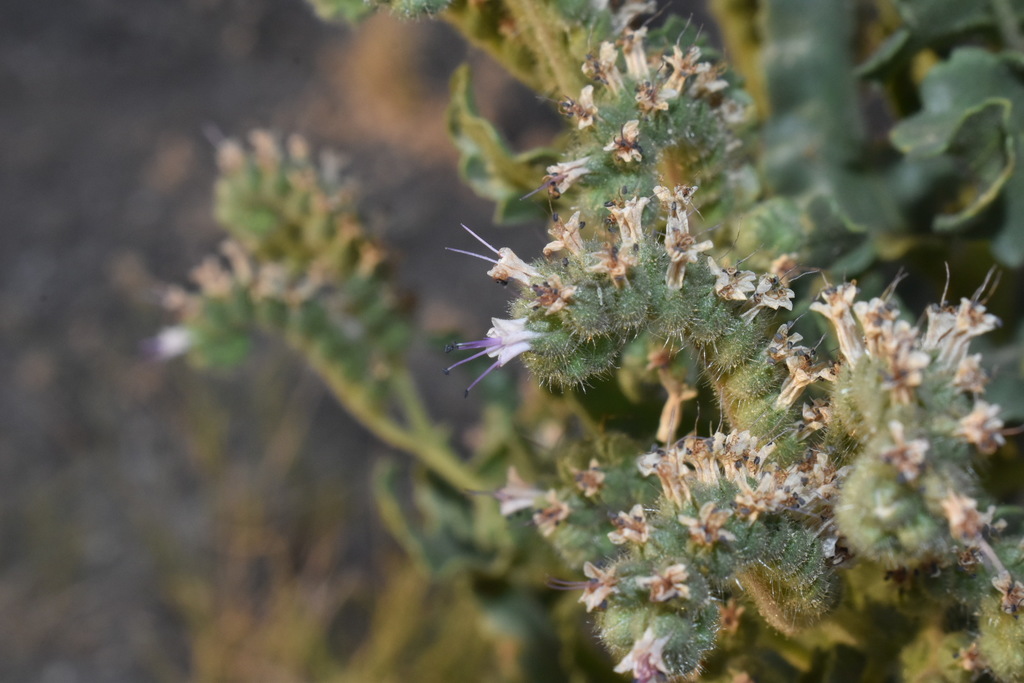 Sivinski's Scorpionweed