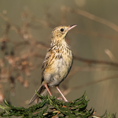Ochre-Breasted Pipit photo 2