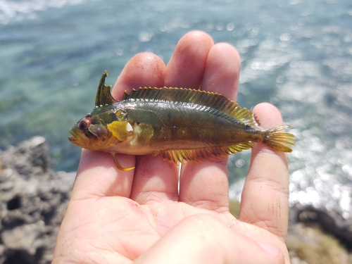 Indonesia weedfish (Springeratus xanthosoma) — Clinidae — 2