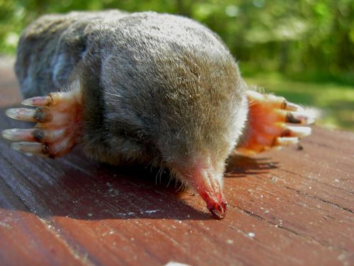 Scalopus aquaticus