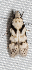Pseudotelphusa palliderosacella