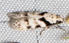 Pseudotelphusa palliderosacella