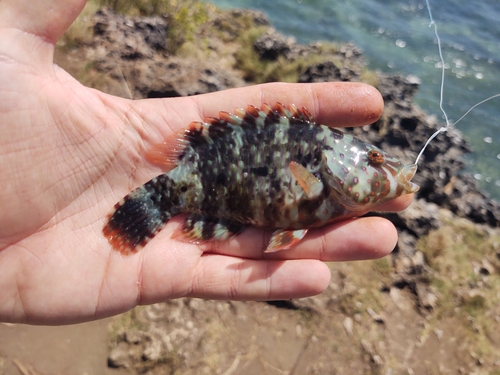 Maori wrasse (Cheilinus trilobatus) — Labridae