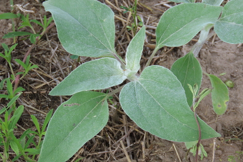 Image of Helianthus argophyllus by no rights reserved