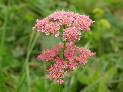 Chaerophyllum roseum