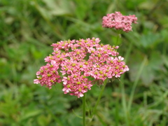 Chaerophyllum roseum