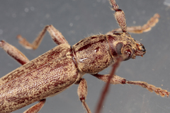 Elaphidion mucronatum