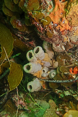 Callyspongia bullata observed 2025-04-26