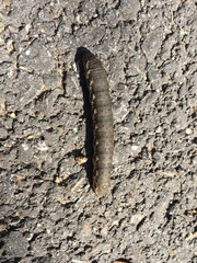 Proserpinus proserpina