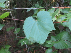 Vitis berlandieri