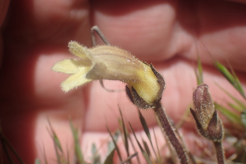 Image of Aphyllon franciscanum by no rights reserved