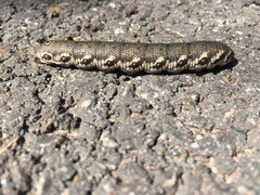 Proserpinus proserpina