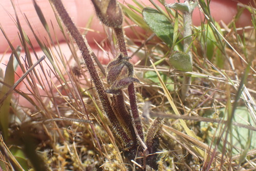 Image of Aphyllon franciscanum by no rights reserved