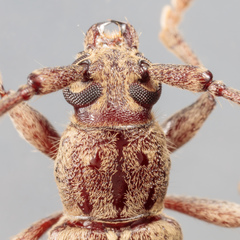 Elaphidion mucronatum