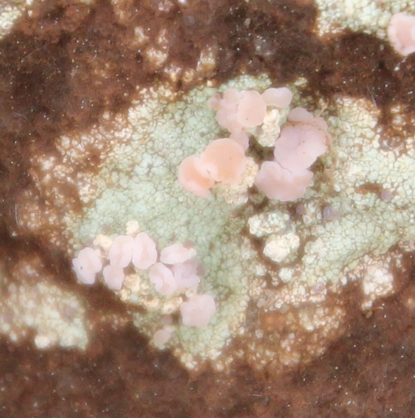 Dibaeis arcuata image