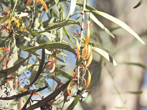 Image of Lysiana subfalcata by (c) Scott W. Gavins, some rights reserved (CC BY)