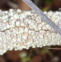 Pertusaria leucoplaca