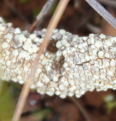 Pertusaria leucoplaca