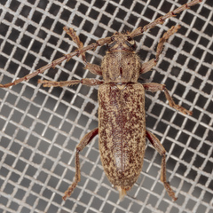 Elaphidion mucronatum