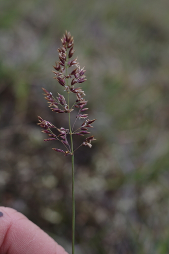 Holm's reedgrass (Calamagrostis holmii)