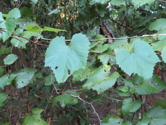 Vitis berlandieri