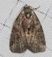 Pseudeustrotia indeterminata