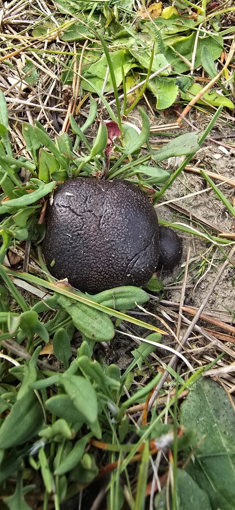 Daldinia sp. 'CM9'
