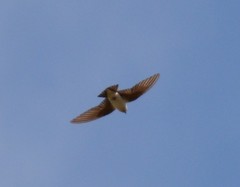 Tachycineta thalassina
